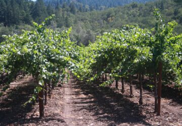 Vineyard in Napa valley