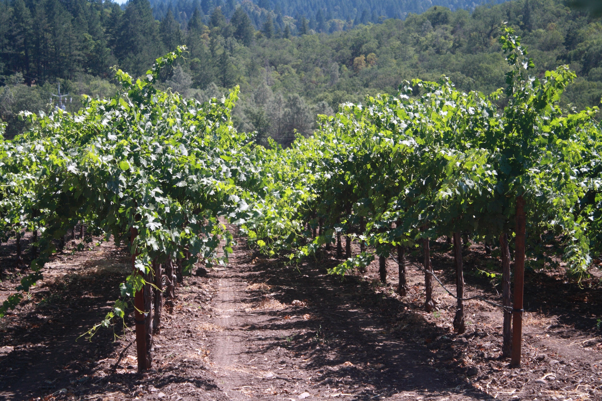 Vineyard in Napa valley
